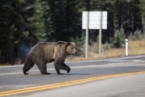 Grizzly Kcountry