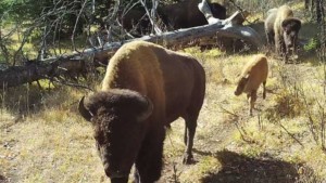 Banff Bison 2020