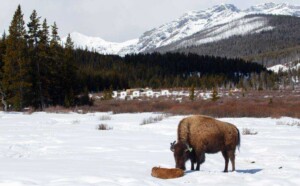 Banff Bison Calving