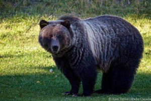 Grizzly Bear 148 2